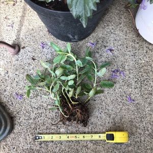RARE live spiny kalanchoe 9 rooted stems succulent